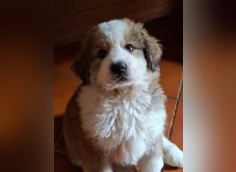 Fanny - Drei kleine Schweizer in Italien