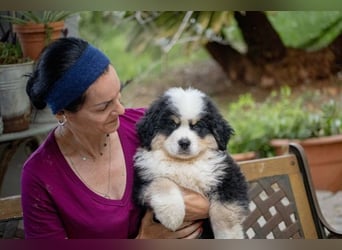 Falco - Drei kleine Schweizer in Italien