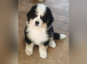 Falco - Drei kleine Schweizer in Italien