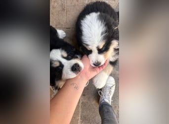 Falco - Drei kleine Schweizer in Italien