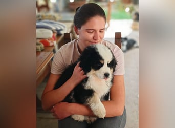 Falco - Drei kleine Schweizer in Italien