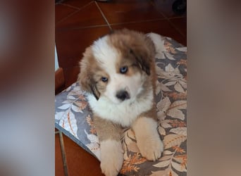 Fanny - Drei kleine Schweizer in Italien