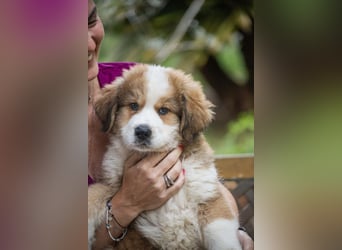 Fanny - Drei kleine Schweizer in Italien
