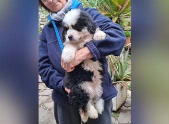 Falco - Drei kleine Schweizer in Italien