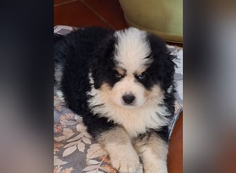 Falco - Drei kleine Schweizer in Italien