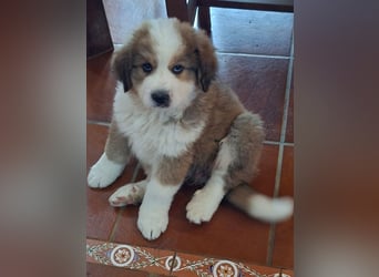 Fanny - Drei kleine Schweizer in Italien
