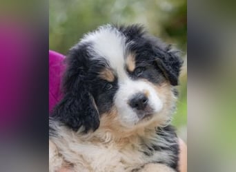 Flausch - Drei kleine Schweizer in Italien
