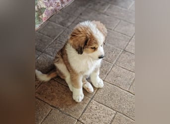Fanny - Drei kleine Schweizer in Italien