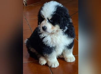 Falco - Drei kleine Schweizer in Italien