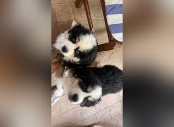 Falco - Drei kleine Schweizer in Italien
