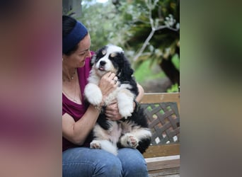 Flausch - Drei kleine Schweizer in Italien
