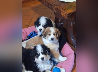 Fanny - Drei kleine Schweizer in Italien