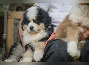 Falco - Drei kleine Schweizer in Italien