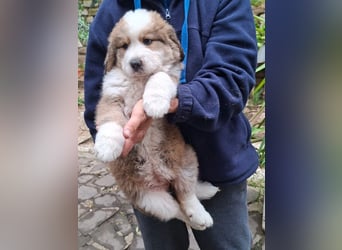 Fanny - Drei kleine Schweizer in Italien