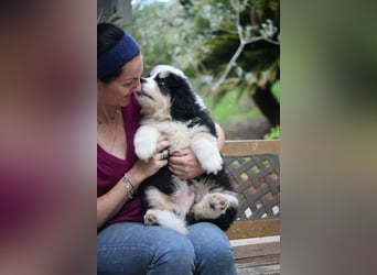 Flausch - Drei kleine Schweizer in Italien
