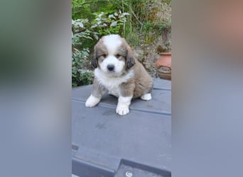 Fanny - Drei kleine Schweizer in Italien