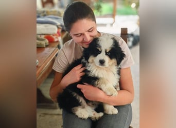 Falco - Drei kleine Schweizer in Italien