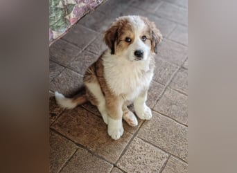 Fanny - Drei kleine Schweizer in Italien