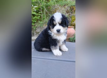 Flausch - Drei kleine Schweizer in Italien