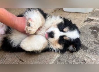 Flausch - Drei kleine Schweizer in Italien