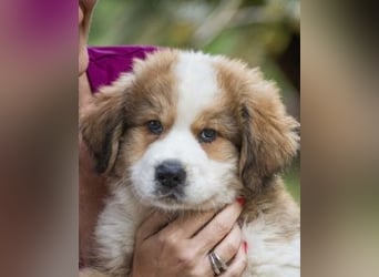 Fanny - Drei kleine Schweizer in Italien