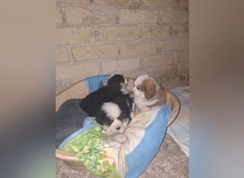 Falco - Drei kleine Schweizer in Italien