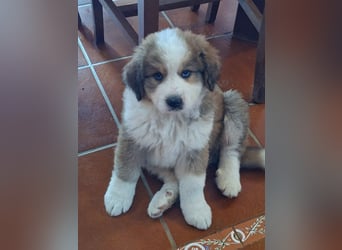 Fanny - Drei kleine Schweizer in Italien