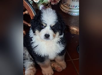 Falco - Drei kleine Schweizer in Italien
