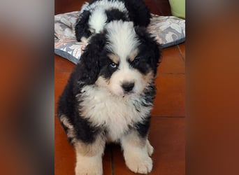Flausch - Drei kleine Schweizer in Italien