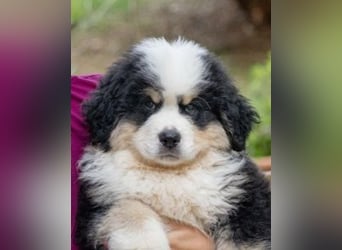 Falco - Drei kleine Schweizer in Italien