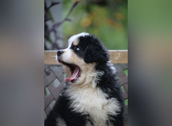 Flausch - Drei kleine Schweizer in Italien