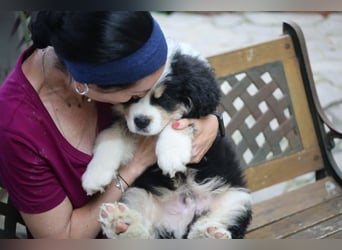 Flausch - Drei kleine Schweizer in Italien