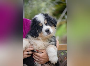Flausch - Drei kleine Schweizer in Italien