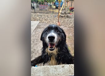 Treuer Bruno