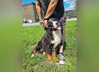 Berner Sennenrüde Ben