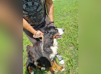 Berner Sennenrüde Ben