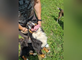 Berner Sennenrüde Ben