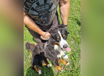 Berner Sennenrüde Ben