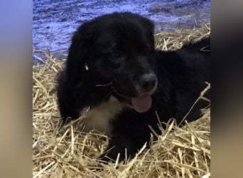 Amy ein richtiger Teddybär