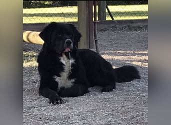 Amy ein richtiger Teddybär