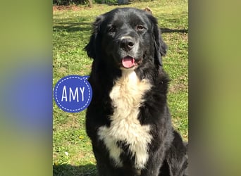 Amy ein richtiger Teddybär