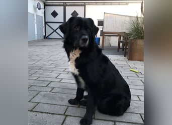 Amy ein richtiger Teddybär