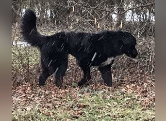Amy ein richtiger Teddybär