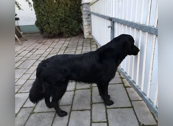 Amy ein richtiger Teddybär