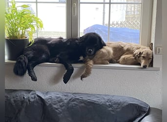 Amy ein richtiger Teddybär