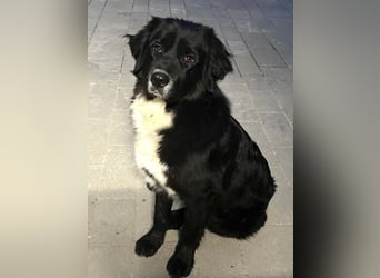 Amy ein richtiger Teddybär