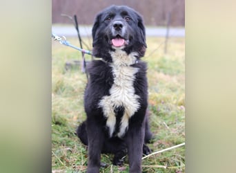 Amy ein richtiger Teddybär