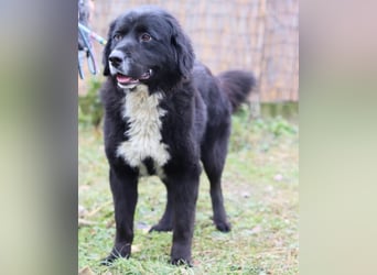 Amy ein richtiger Teddybär