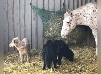 Amy ein richtiger Teddybär