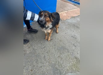 Lewis – der charmante Herzensbrecher mit der Herzchen-Nase!